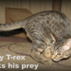 Illustration for article titled Mercury the two-legged cat does the worlds cutest emT. rex/em impressions